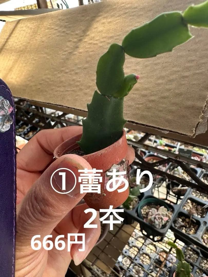 ゆう様♪バラ咲きデンマークカクタス