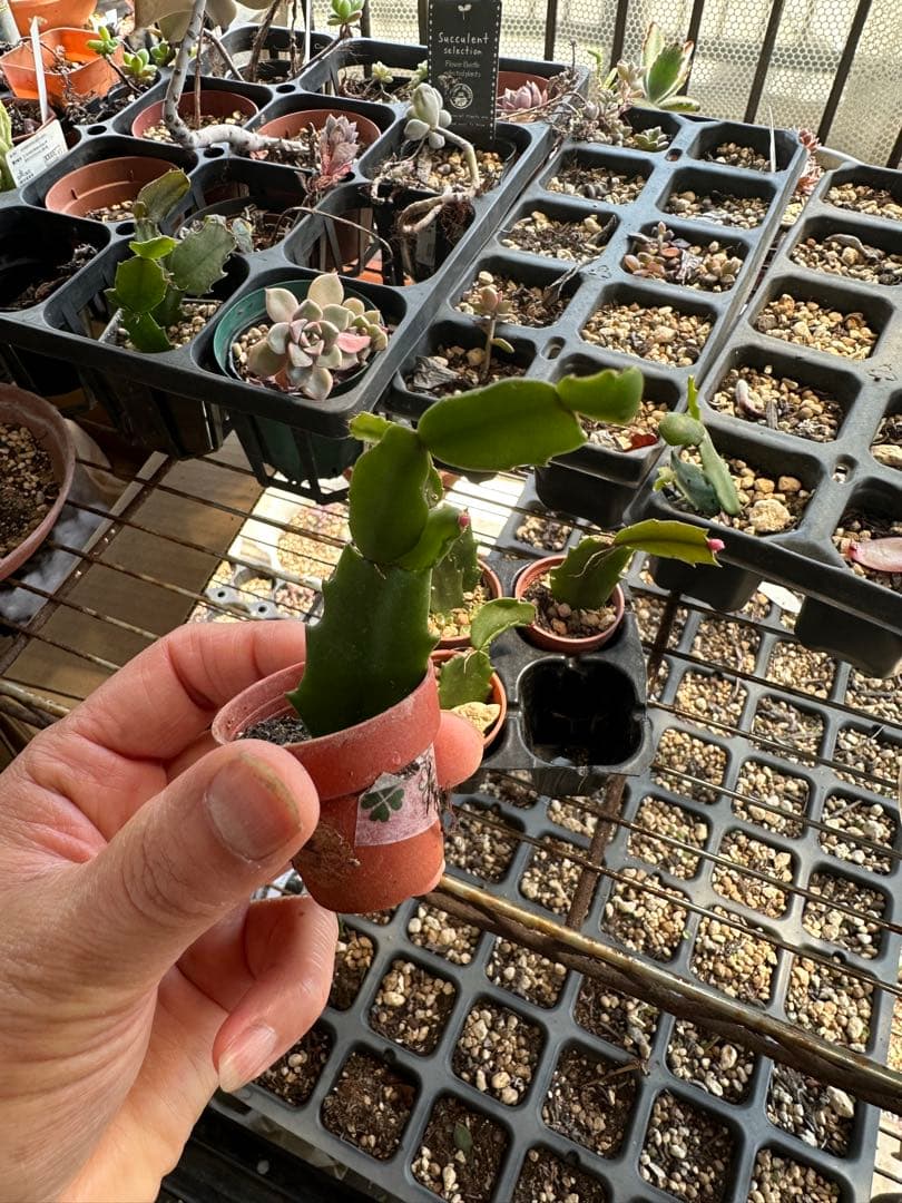 ゆう様♪バラ咲きデンマークカクタス