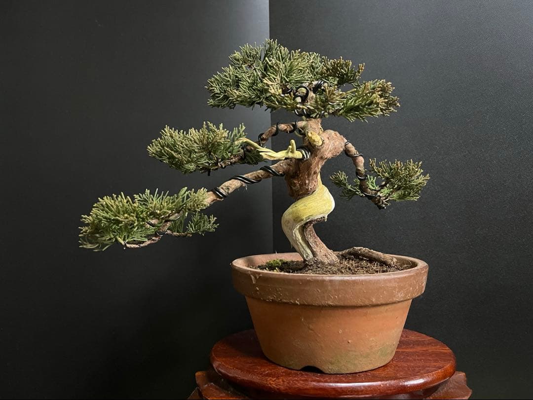 真柏盆栽　糸魚川真柏　捻転シャリ　小品盆栽　樹高20cm 素材