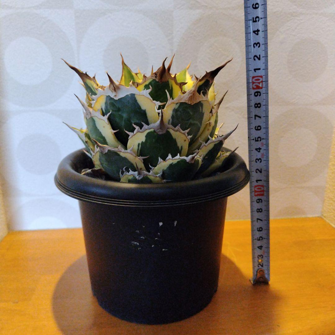 アガベチタノタ　スナグルトゥース　親株サイズ　現地球