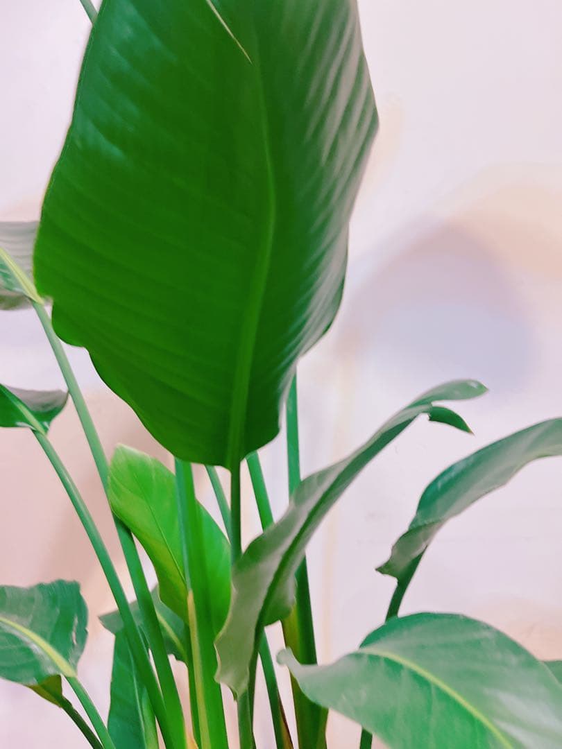 激安！　ストレチア　オーガスタ A 大型❗️ 177センチ　10号鉢 観葉植物