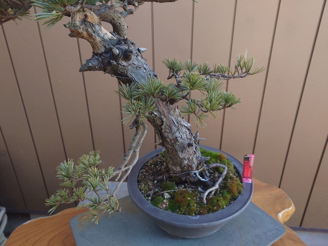 盆栽　松国宝　五葉松　樹高48cm