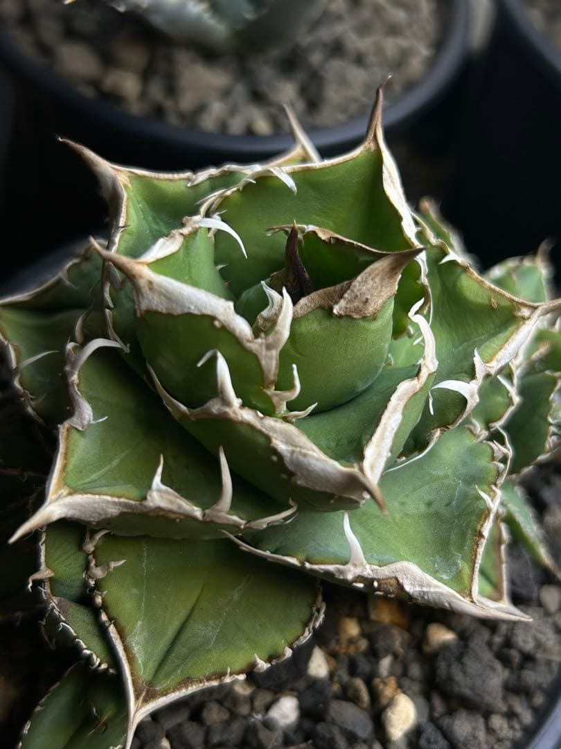 アガベ　流星親株