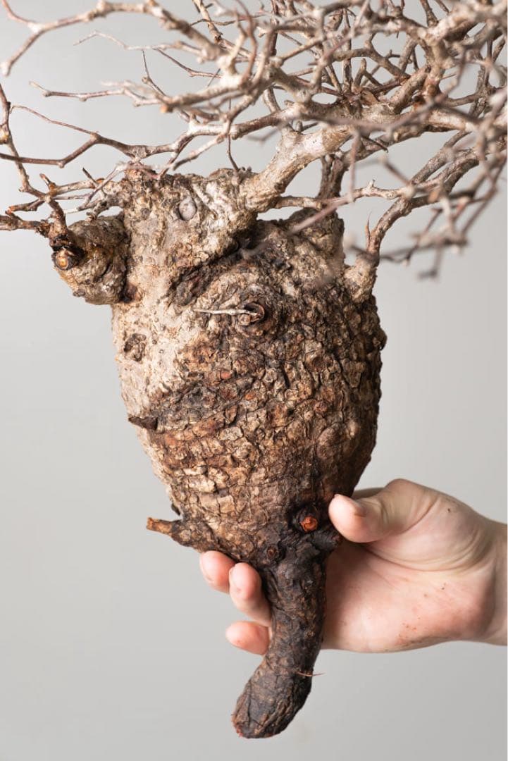 kk109 オペルクリカリア パキプス ベアルート株