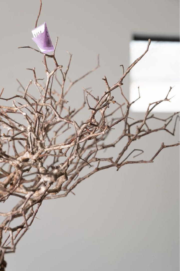 kk109 オペルクリカリア パキプス ベアルート株