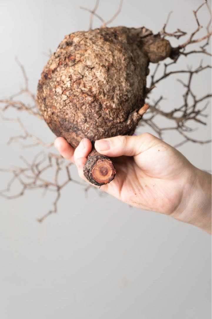 kk109 オペルクリカリア パキプス ベアルート株