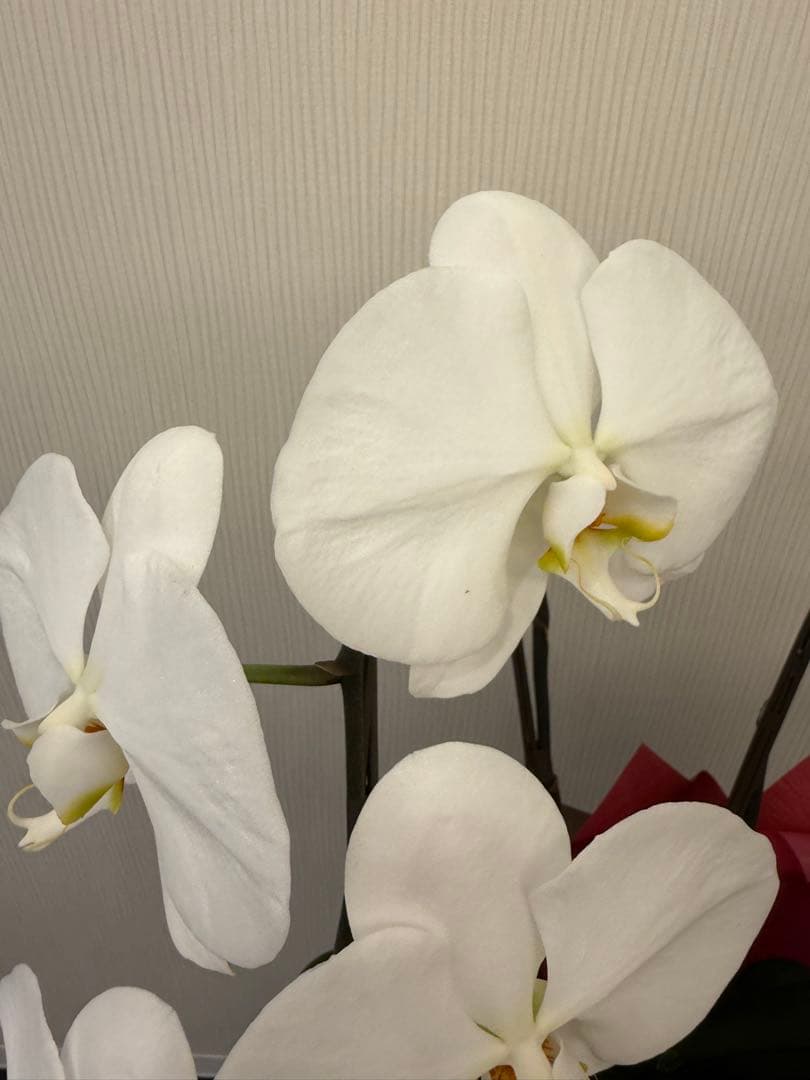 大輪胡蝶蘭　ホワイト3本立ち39輪 ラッピング有！送料無料！