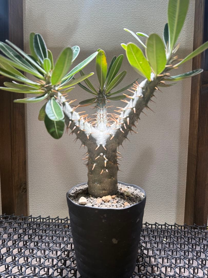 パキポディウムロスラーツム　実生　発根済み