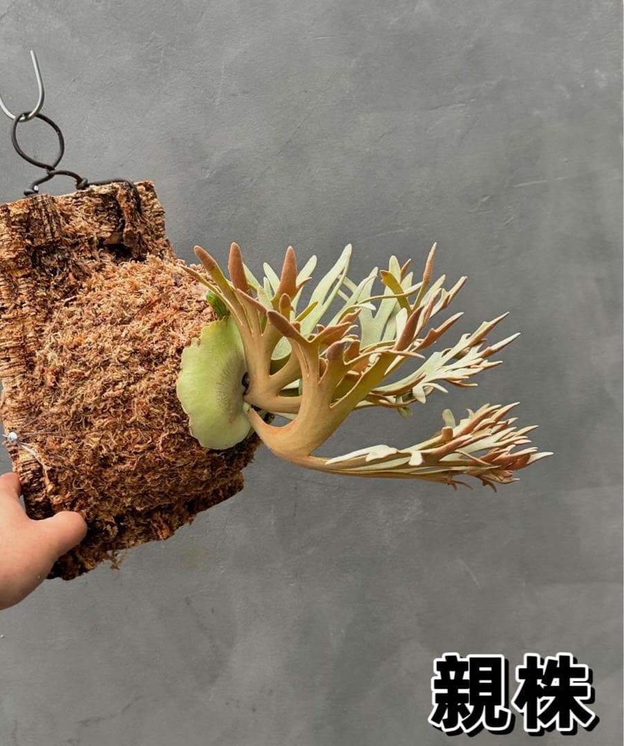 ＠*む様 ビカクシダ willinckii Golden Boy sporeli