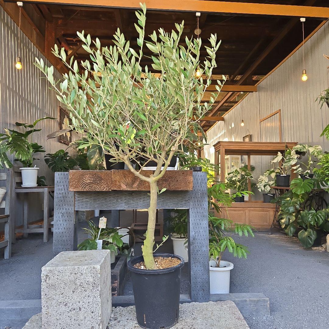 nekoちゃんオリーブの木　souju 「ミッション」８号　特大苗木最高