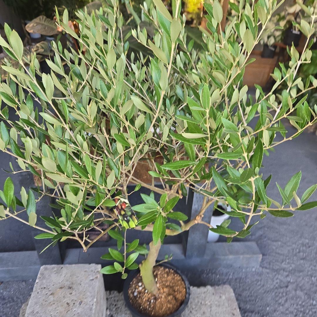 nekoちゃんオリーブの木　souju 「ミッション」８号　特大苗木最高