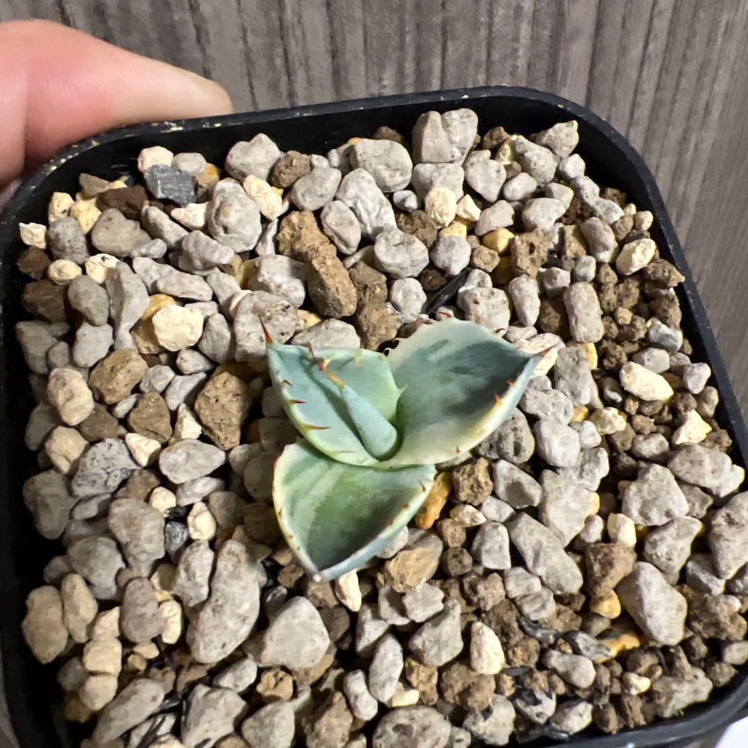 パリートランカータ　オリザバ子株