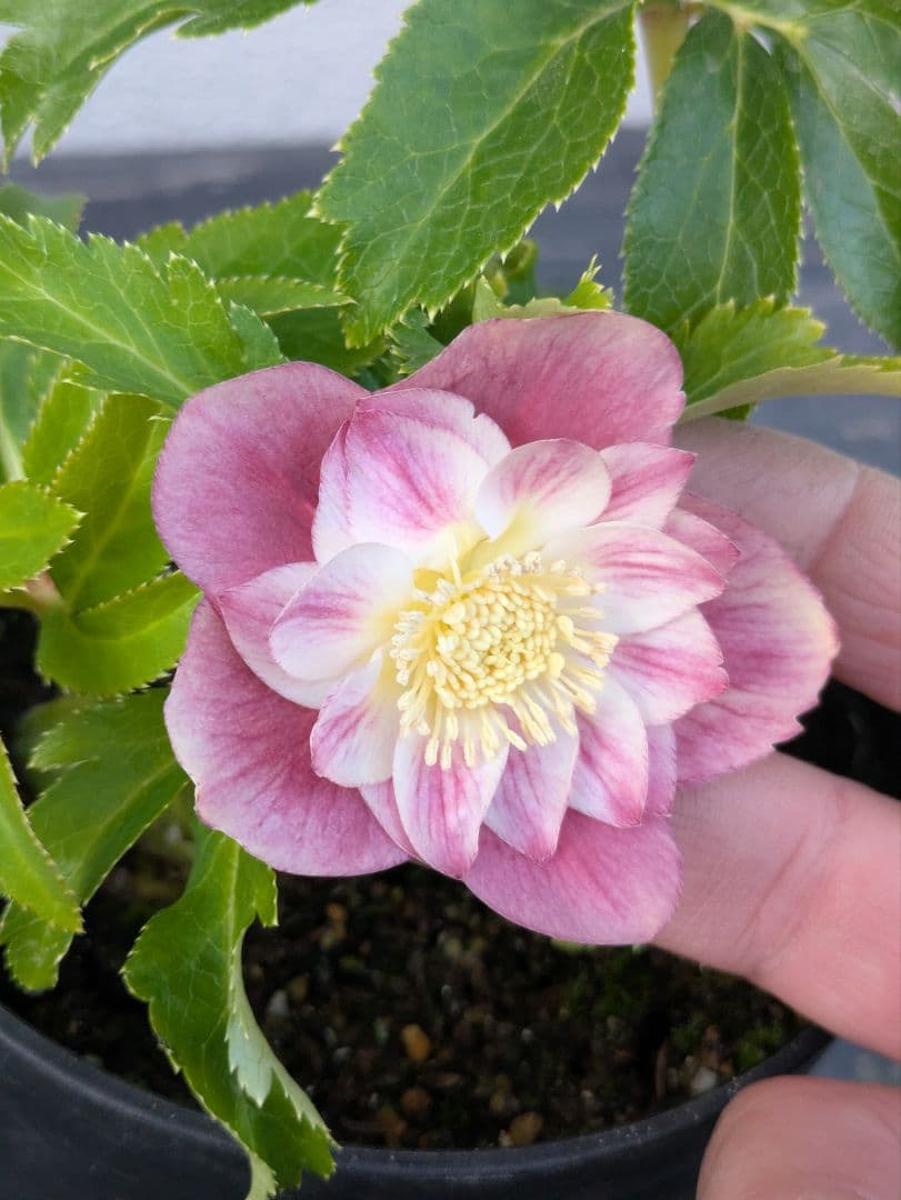 広瀬園芸 クリスマスローズ オーレア系ピンクグラデーションdd※訳あり