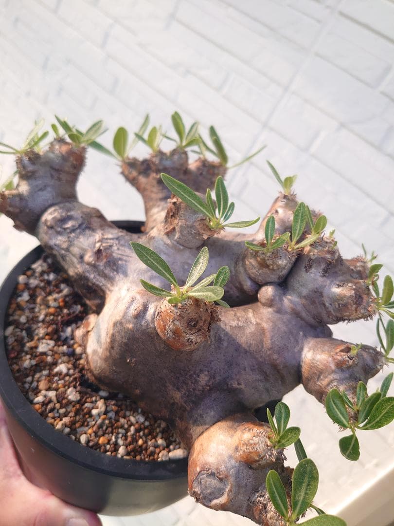 パキポディウム ブレビカリックス