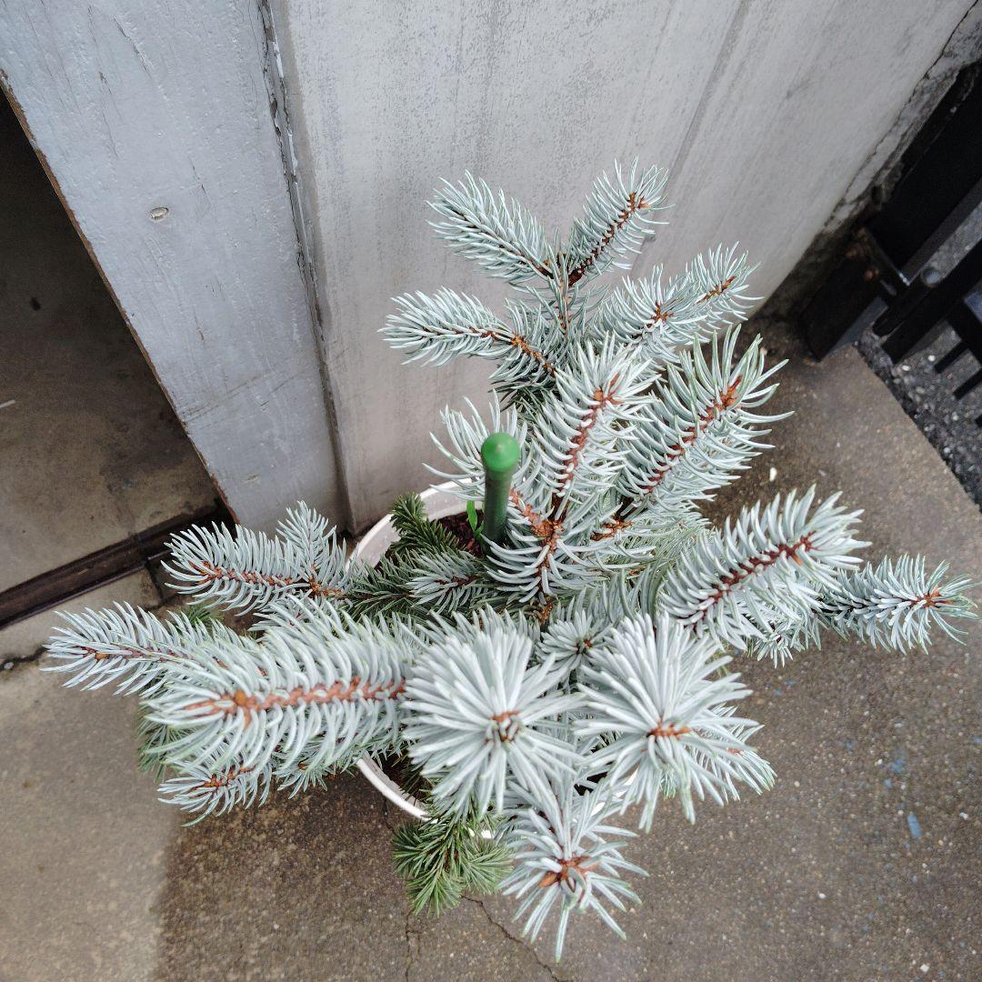 現品、もみの木の苗※プンゲンストウヒ　ホプシー！スーパーブルーではありません！