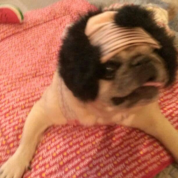 売り切れ♪犬用 かつら ハゲちゃびん サムライ パグ Pompreece